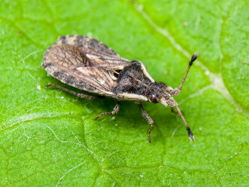 Spathocera dalmanii (Schilling, 1829)